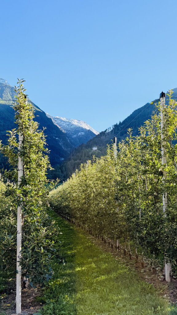 Apfelhaine im Etschtal, Südtirol