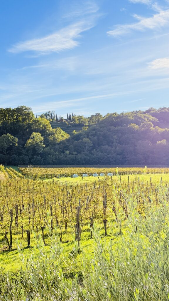 Weinberg in Goriška Brda, Slowenien