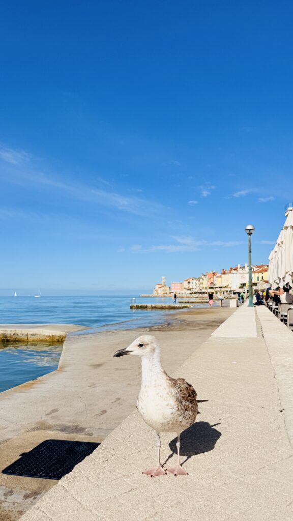 Bird sitting on the promenade wall in Piran, Slovenia