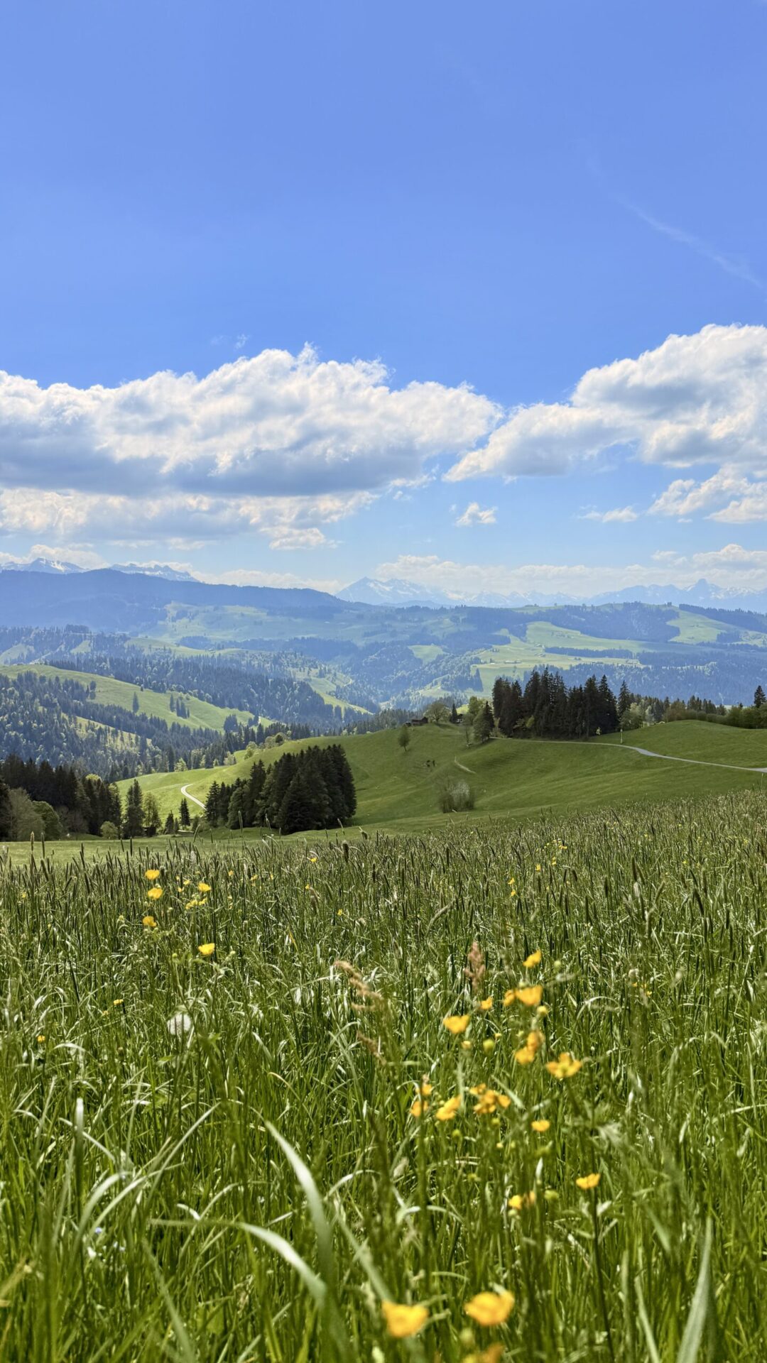 Blumenwiese mit Blick über die Hügel des Emmentals bis zu den Alpen