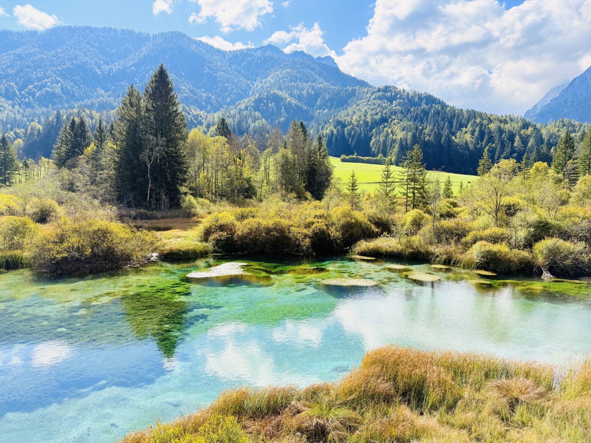 Türkise Quellseen im Naturreservat Zelenci bei Kranjska Gora vor den Julischen Alpen